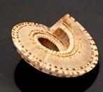 Unieke GREAT zonnewijerschelp  Taxidermie wandmontage -, Verzamelen, Nieuw