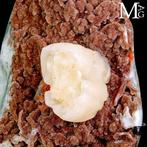 Een exclusieve collectie van unieke en verfijnde stukken., Verzamelen