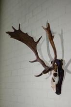 Abnormal Fallow Buck Trophy Schedel - Dama dama - 48 cm - 80, Nieuw