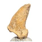 Verbazingwekkende enorme IJstijd-grotbeer (Ursus spelaeus)