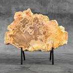 Magnifique tranche de bois pétrifié sur un socle