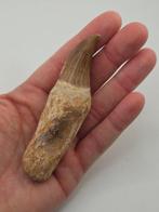 Mosasaurus - Gefossiliseerd dier - 10 cm (Zonder