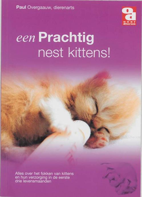 Een prachtig nest kittens! / Over Dieren / 0028 P. Overgaauw, Livres, Loisirs & Temps libre, Envoi