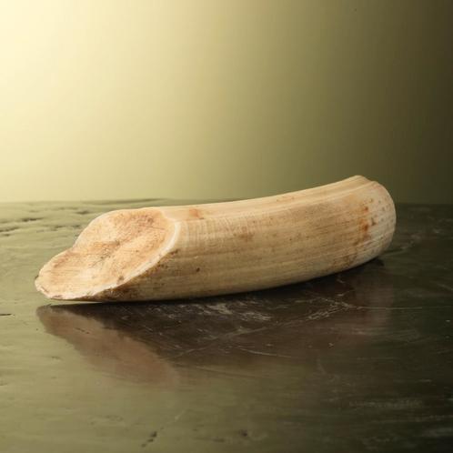 Nijlpaard Tand Taxidermie Opgezette Dieren By Max, Verzamelen, Dierenverzamelingen, Opgezet dier, Nieuw, Wild dier, Ophalen of Verzenden
