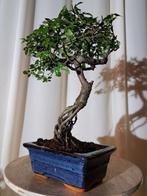 Chinese iep bonsai (Ulmus parviflora) - Hoogte (boom): 25 cm