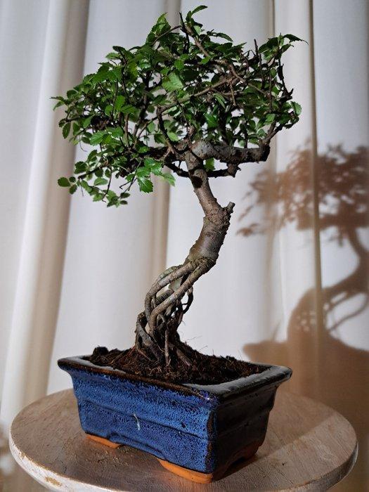 Chinese iep bonsai (Ulmus parviflora) - Hoogte (boom): 25 cm, Antiek en Kunst, Curiosa en Brocante