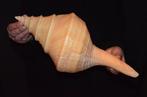 Zeeslak Zeeschelp - S-124 SYRINX ARUANUS, Nieuw