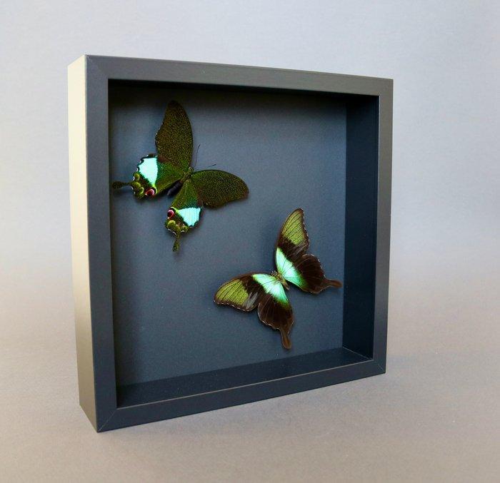 Vlinder Taxidermie volledige montage - Papilio pernathus x, Verzamelen, Dierenverzamelingen