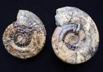 Jurassische ammonieten zonder reserveprijs - Gefossiliseerde