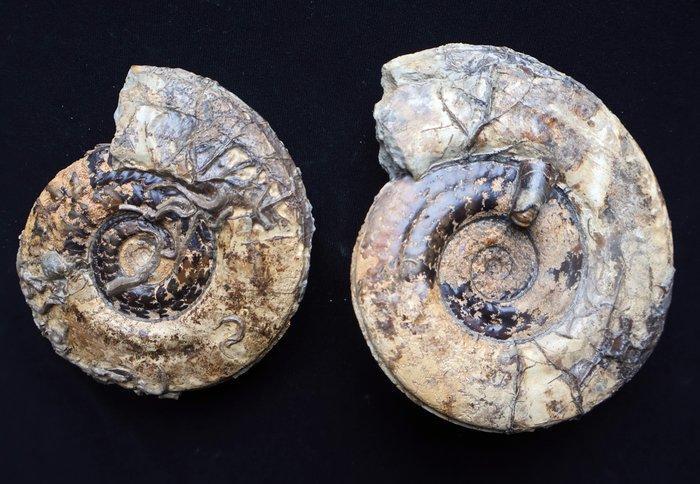 Jurassische ammonieten zonder reserveprijs - Gefossiliseerde, Collections, Minéraux & Fossiles