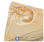 Mooi bewaard fossiele garnalen Carpopenaeus - Krijtperiode