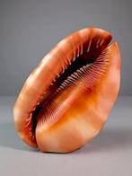 Prachtige dieprode Bullmouth, of rode helmzeeslakschelp, Verzamelen, Nieuw