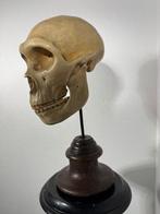 Modello di teschio cercopiteco - Buste, Modello in gesso di, Antiek en Kunst