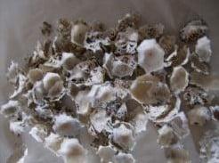 Patella Sacharina schelpen 1 kilo beschikbaar voor biedingen