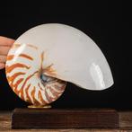 Spécimen de Nautilus à chambre sur piédestal personnalisé -, Nieuw