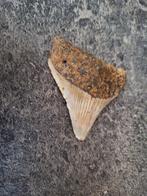 Megalodon - Fossiele tand - 6 cm - 5.1 cm, Verzamelen