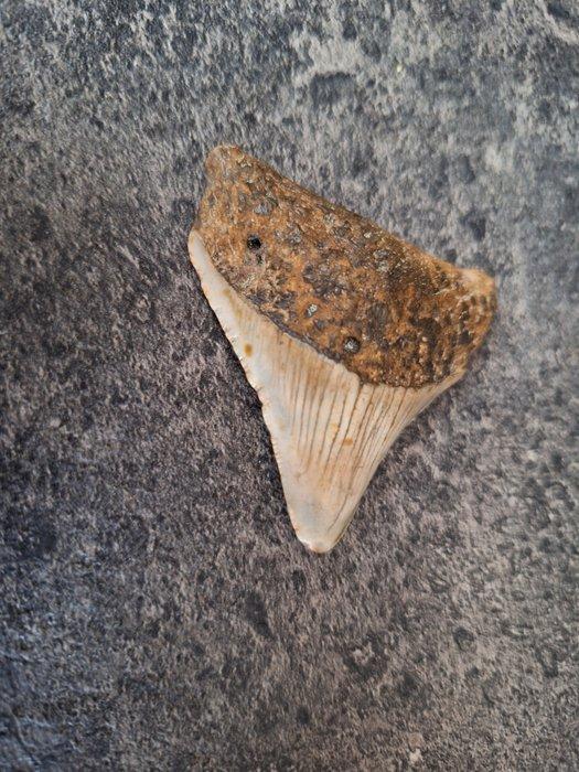 Megalodon - Fossiele tand - 6 cm - 5.1 cm, Verzamelen, Mineralen en Fossielen