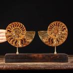 Fossiel fragment - Sectioned Cleoniceras Ammonite on Wood, Verzamelen, Mineralen en Fossielen