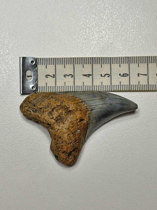 Haai - Fossiele tand - Parotodus benedenii - 6.5 cm - 4.5 cm, Verzamelen, Mineralen en Fossielen