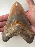 Enorme Megalodon tand 14,1 cm - Fossiele tand - Carcharocles, Verzamelen, Mineralen en Fossielen