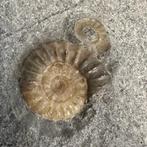 Ammoniet - Gefossiliseerde schelp - Promicroceras, Collections