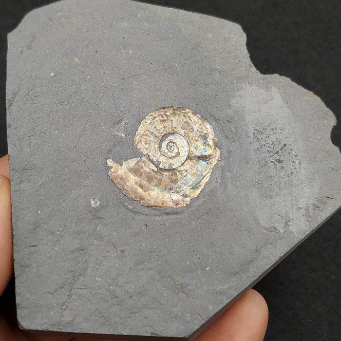 Iriserende ammoniet - Fossiele plaatmatrix - Psiloceras, Verzamelen, Mineralen en Fossielen