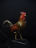 antique Domestic rooster Taxidermie volledige montage -, Nieuw