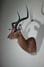 Impala Taxidermie wandmontage - Aepyceros melampus - 40 cm -, Nieuw