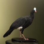 Helmhokko Taxidermie Opgezette Dieren By Max, Verzamelen, Dierenverzamelingen, Ophalen of Verzenden, Nieuw, Vogel, Opgezet dier