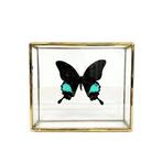 Vlinder Taxidermie volledige montage - Morpho didius