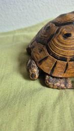 Tortue dHermann - Support mural pour taxidermie - Testudo, Collections