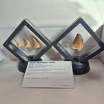 Dinosaurus Tand - Mosasaurus - 7 cm - 5 cm - 7 cm - (4)