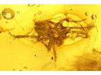 Ambre - Ambre - Spider - multiple inclusions -Spider is