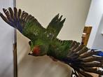 perroquet gris du Gabon Support de corps entier pour, Verzamelen, Dierenverzamelingen, Nieuw
