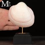 Maoricardium Pseudolima schelp op houten en messing basis, Nieuw