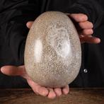Groot ei gemaakt van dinosaurusbotten - Fossiel fragment -