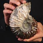 Fossiele ammoniet Douvilliceras – Madagaskar. - Fossiel, Nieuw