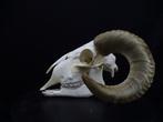Sheep Skull with large curled horns Bot - Ovis aries - 0 cm
