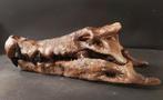 Replica fossiele krokodil Schedel - Sarcosuchus imperator -