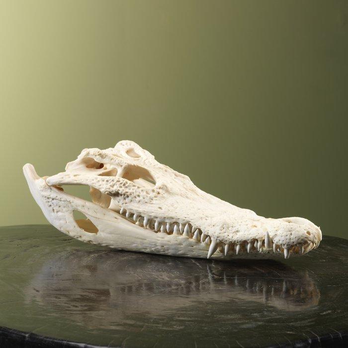 Crocodile du Siam Support de corps entier pour taxidermie -, Collections, Collections Animaux