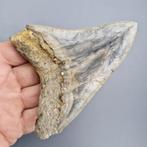 Megalodon Shark - Fossiele tand - megaselachus megalodon -