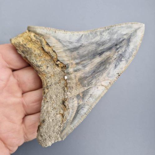 Megalodon Shark - Fossiele tand - megaselachus megalodon -, Verzamelen, Mineralen en Fossielen