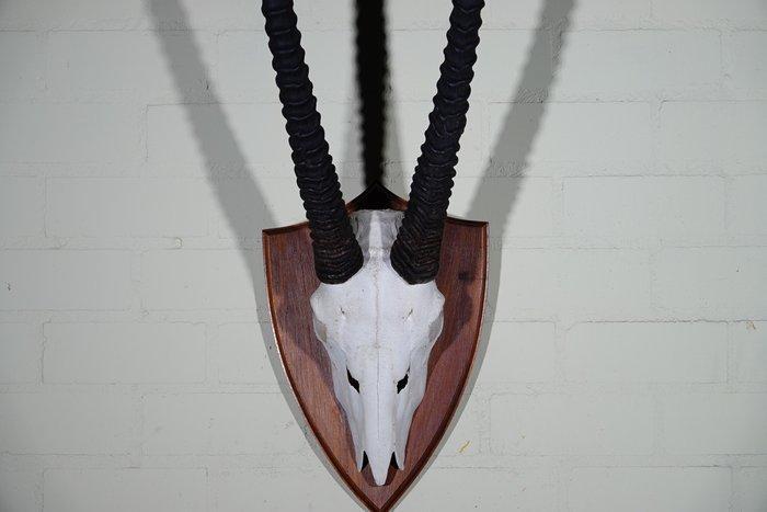 spiesbok Schedel - oryx - 34 cm - 125 cm - 38 cm- non-CITES, Verzamelen, Dierenverzamelingen