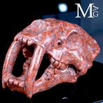 Realistische sabeltandtijger-schedel in rode jaspis:
