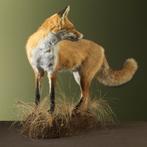 Renard roux Support de corps entier pour taxidermie - Vulpes, Verzamelen, Nieuw