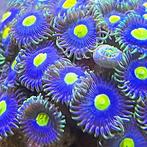 Zoanthus Blue Walter (8 polypen), Dieren en Toebehoren