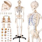 Anatomie skelet met spier- en bot markering - wit - actie, Hobby & Loisirs créatifs, Hobby & Loisirs Autre, Verzenden