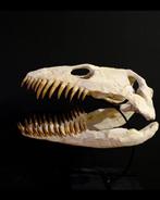 Plesiosaurus - Fossiele schedel - Zarafasaura oceanis - 48, Verzamelen