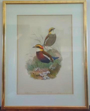 John Gould (1804-1881) - Pitta Boschii
