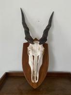 Eland Antilope Taxidermie wandmontage - Taurotragus oryx -